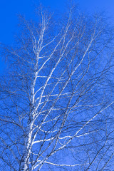 Obraz premium Alone birch tree on the background of clear blue sky in the winter or spring day