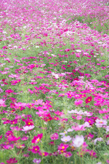 Gesanghua blooming under blue sky and white clouds