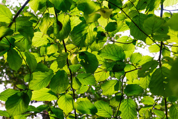 Green leaves background. Young leaves with a fresh green summer background.