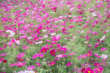 Gesanghua blooming under blue sky and white clouds