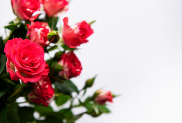 Red roses on white