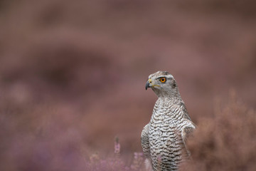  Northern goshawk, Accipiter gentilis
