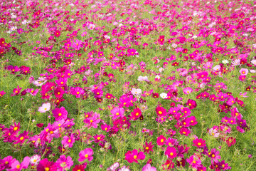 Fototapeta premium Gesanghua blooming under blue sky and white clouds
