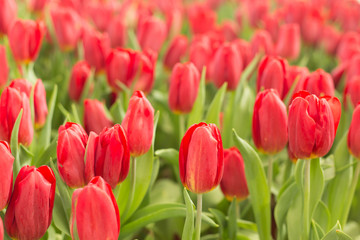 Red tulips field beautiful spring background.