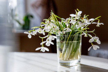 bouquet of blooming snowdrops in a glass in the sunlight