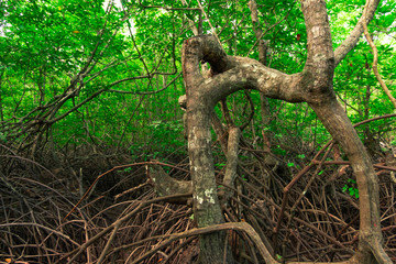 Mangrove forest and Tangled roots