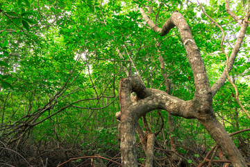 The unspoiled mangrove forest covers the entire coastal swamp that’s flooded at high tide.