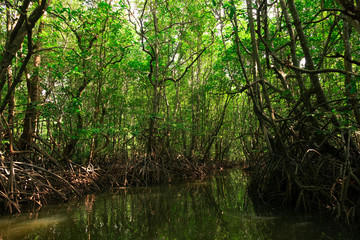 Fototapeta na wymiar The abundant mangrove forest of the mangrove forest in Thailand