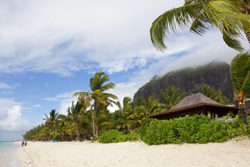 palm tree on the beach of Le Morne peninsula, Mauritius 
