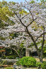 四天王寺の桜