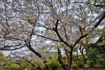 四天王寺の桜