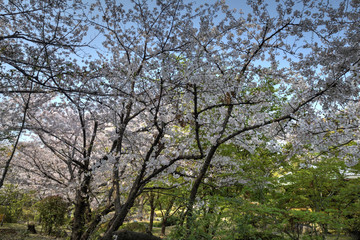 四天王寺の桜