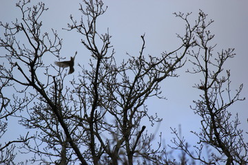 tree in the sky