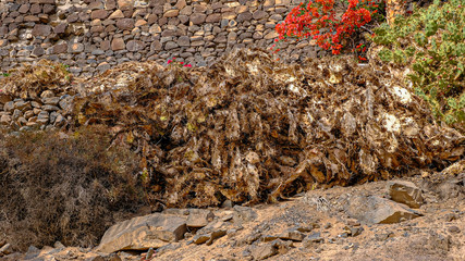 Pflanzen in voller Pracht an der Strandpromenade zwischen Morro Jable und Jandia auf Fuerteventura