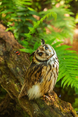 Owl on the trunk of a tree looking at the camera.