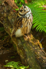 Owl on the trunk of a tree looking at the camera.