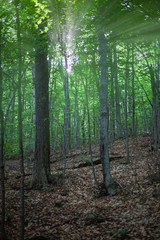 In the forest of Quebec