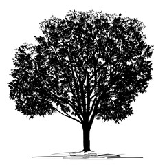 Silhouette of a chestnut (Castanea L.) tree with foliage in summer