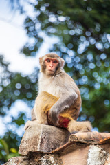 Fototapeta premium Wild monkey in countryside of Hong Kong