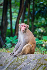 Wild monkey in countryside of Hong Kong