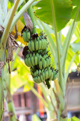 Focus a banana bud on tree with green grass  field background. Asian super fruit.  Tropical fruits. image for background, wallpaper and copy space.Tree banana.Raw banana on tree.