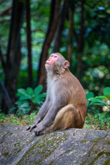 Wild monkey in countryside of Hong Kong
