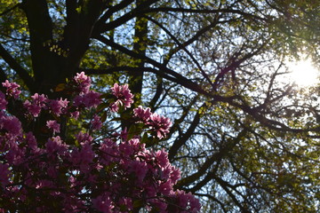 Fototapeta na wymiar Frühling, Blüten und Bäume