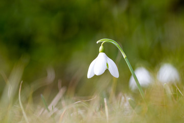 fleur perce neige avec bokeh vert