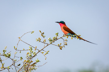 bee eater