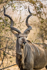 Kudu