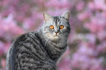 Katze