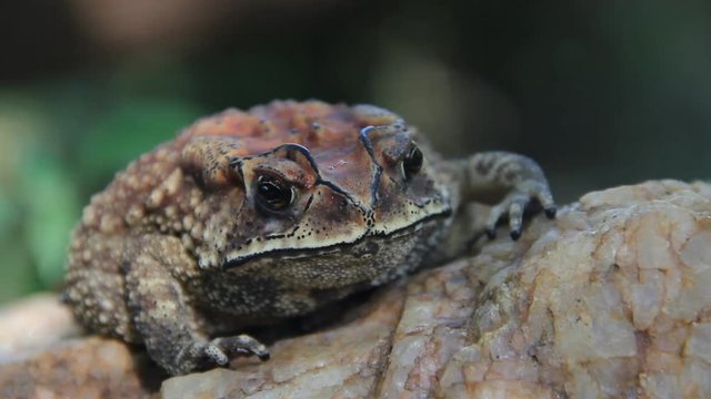 Ferguson's toad (Bufo fergusonii) in past Schneider's (dwarf) toad (Duttaphrynus scaber) amphibian to Sri Lanka and India. Picture from evergreen tropical forest of Sri Lanka