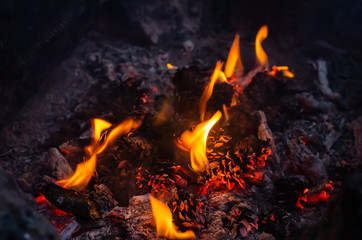 Pine cones in a bonfire close-up.