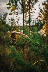 autumn in the forest