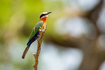 bee eater
