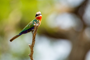bee eater