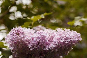 Flowering beautiful lilac in spring for Women's Day, March 8