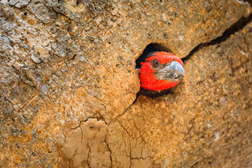 Black Collared Barbet