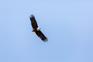 African Fish Eagle