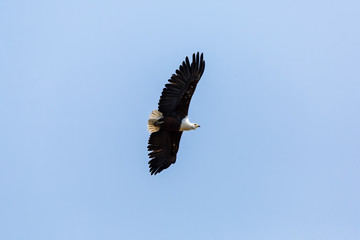 African Fish Eagle