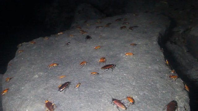 Flight (swarming) and feeding of giant cockroaches Periplaneta (insects of different ages, larvae) at night after tropical rain. Sri Lanka