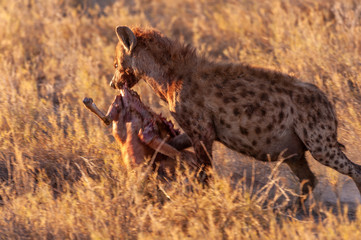 Close-up of a spotted Hyena - Crocuta crocuta- with a prey, seen during the golden hour of sunset in Etosha national Park, Namibia.