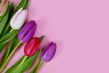 Bouquet of colorful tulip spring flowers in corner of pink background with blank copy space