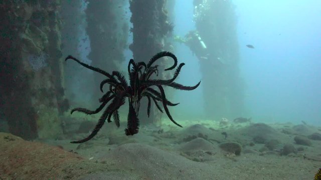 Floating sea Lily. Fascinating underwater dives off the Philippine Islands.
