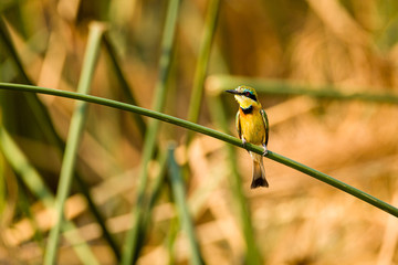 bee eater