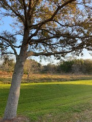 tree in park