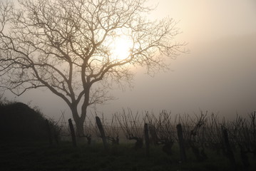 vineyards in fog