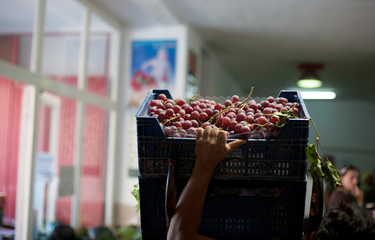 Workers collect grapes 