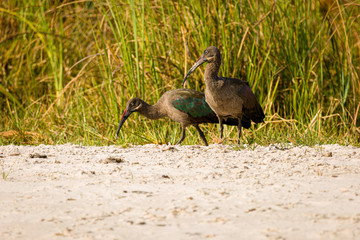 Glossy Ibis