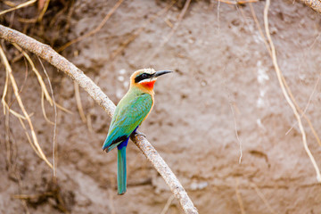 White fronted bee eater